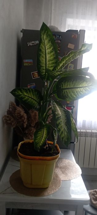 Продаю диффенбахию