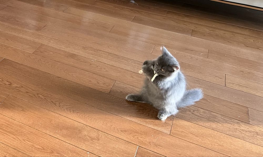 Серый пушистый котик, мальчик 3 мес