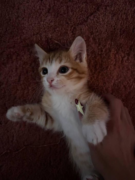 Котёнок в добрые руки