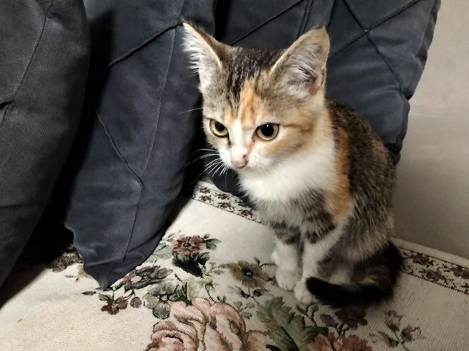 Отдаем котенка в добрые руки