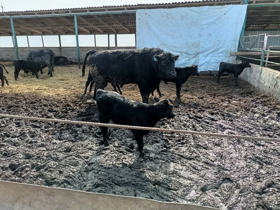 Продам быка на племя