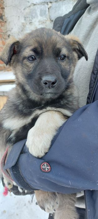 Отдам щенков, девочки.