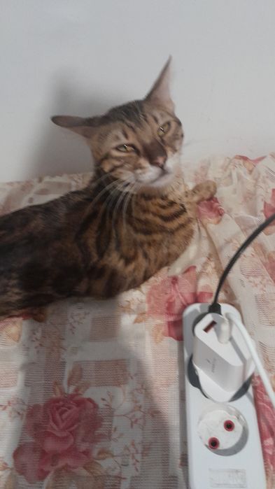 Кошка Бенгальская