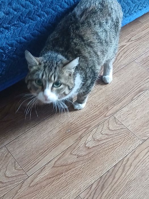 Красавица Стелла дарю