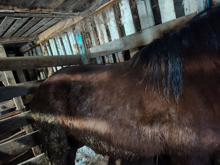 5 жасар кысыр бие, 2 ай жемде тур