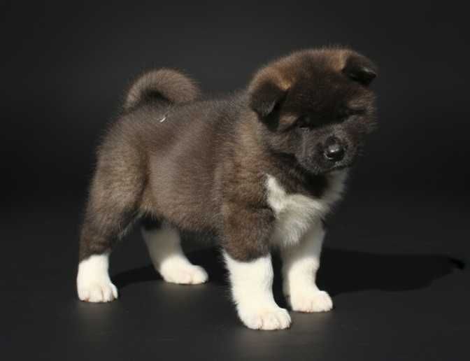 Щенок американской акиты, девочка