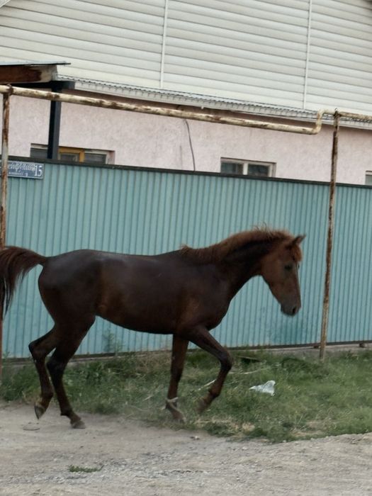 3 жасар дөнен сатылады