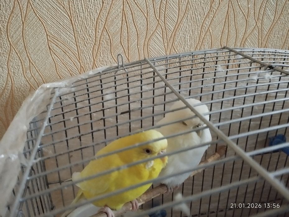 Волнистые попугаи сотилади.