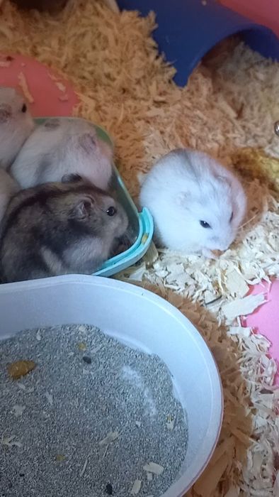 Hamsteri Pitici Campbell