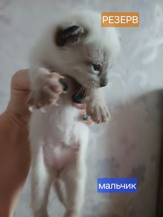 Котята метисы отдам