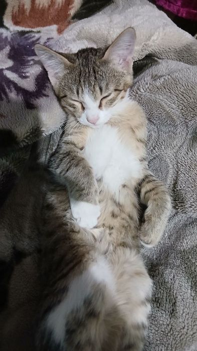 3 ta mushuk bolasi (hammasi oʻgʻil)