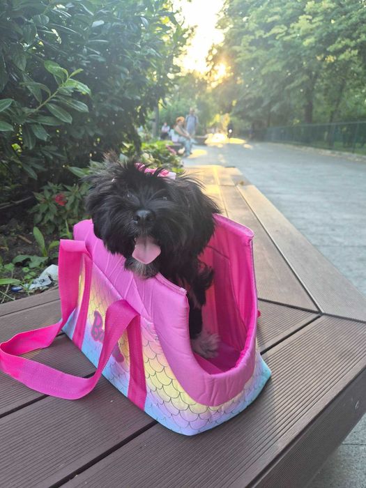 Bichon havanez canisa autorizata FCI si ACHR