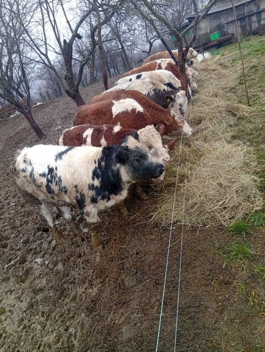 Vând viței femele și masculi