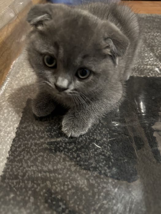 Парода Шатланский