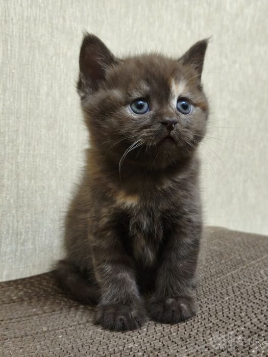 Чудесные шотландские котята готовятся к продаже