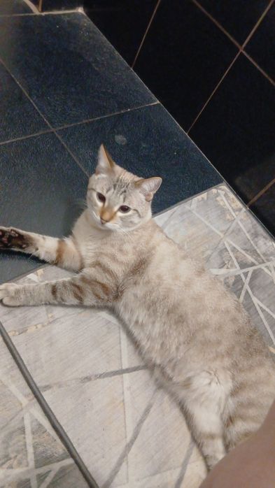 Котик в добрые руки бесплатно