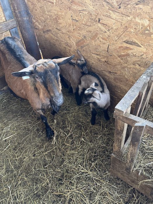 Capră de rasă alpină