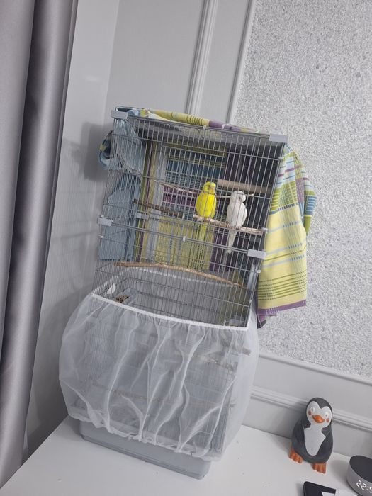 Волнистые попугаи +клетка