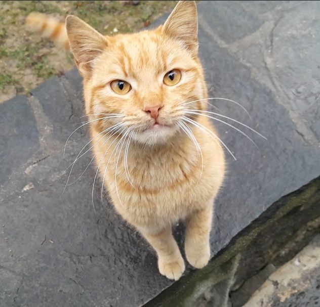 Котараче Анри търси дом