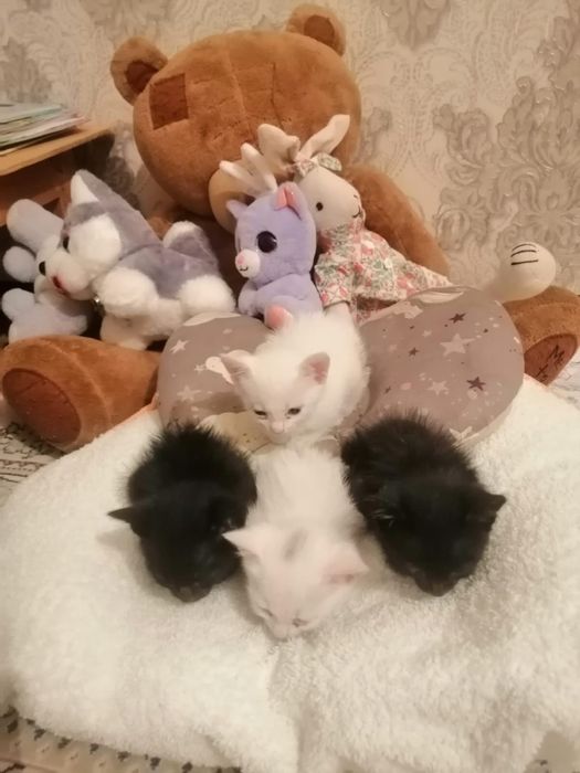 Отдам Котят в добрые руки