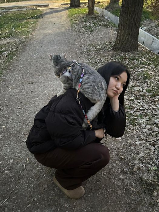 Отдам кошку бесплатно