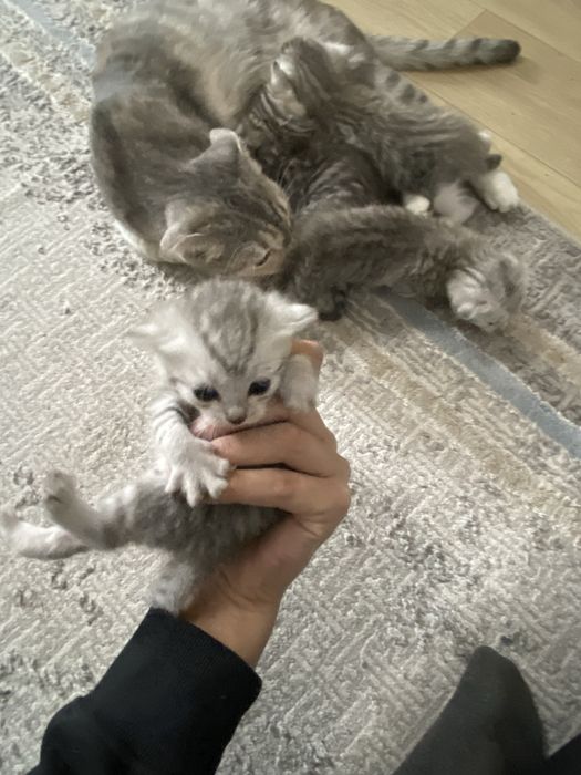 Продаются котята