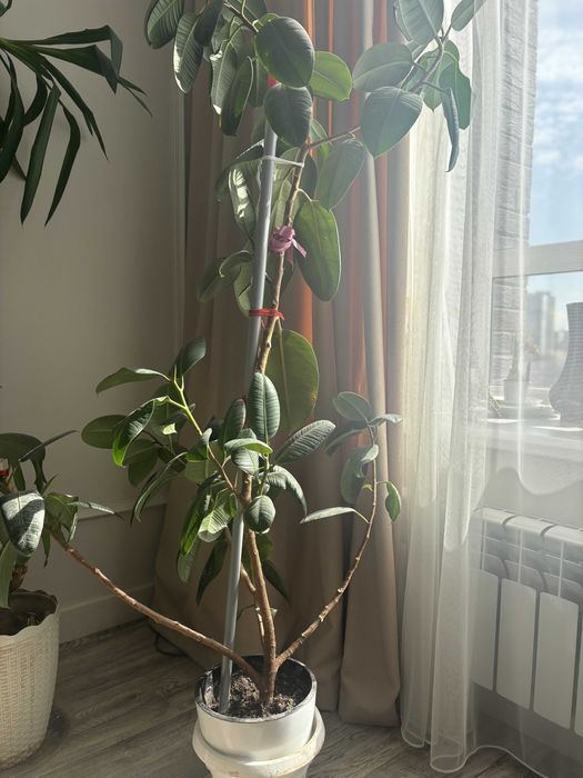 Крупные комнатные растения