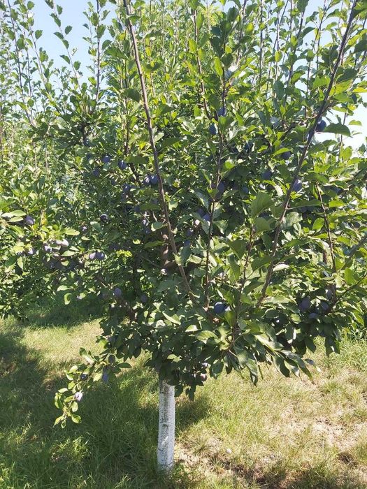 Prune pentru consum