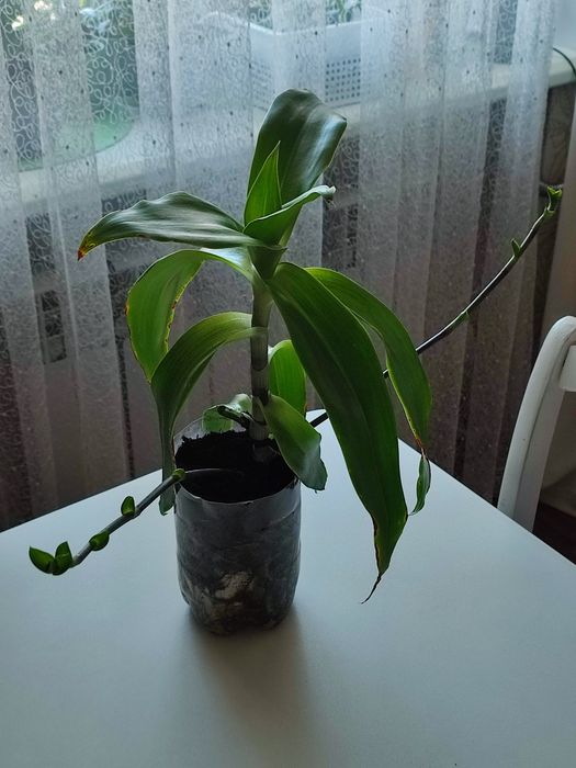 Золотой ус лечебный.