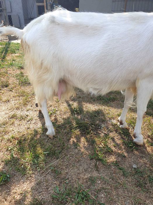 Capra buna de lapte , tânără
