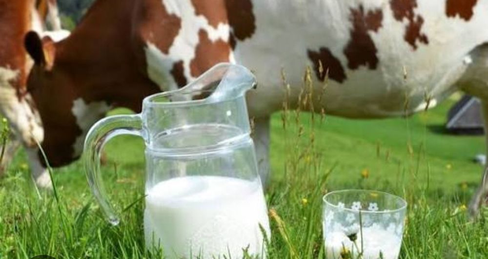 Домашнее молоко и кефир