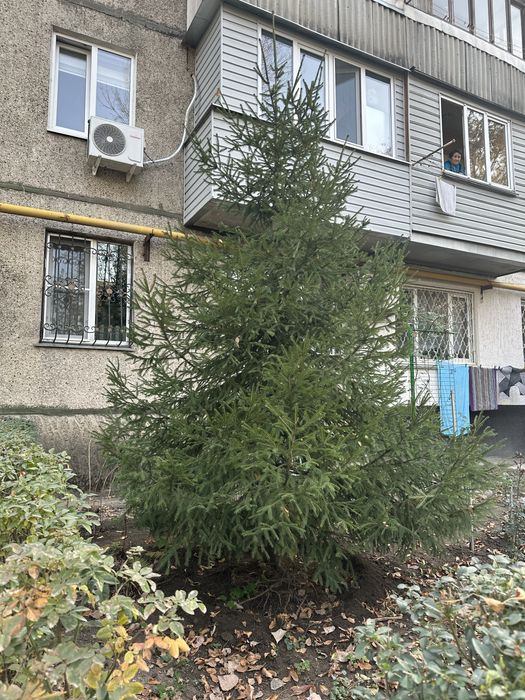 Продам живую елку