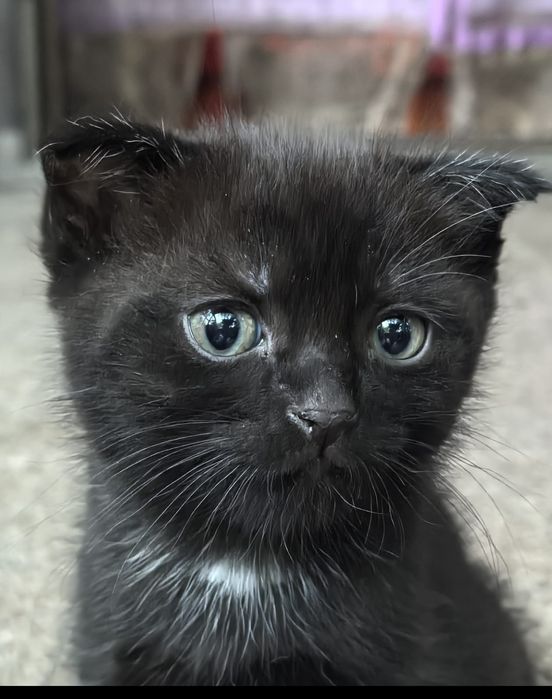 Ласковый котик ищет своего хозяина