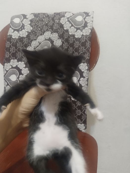 Котята даром в добрые руки