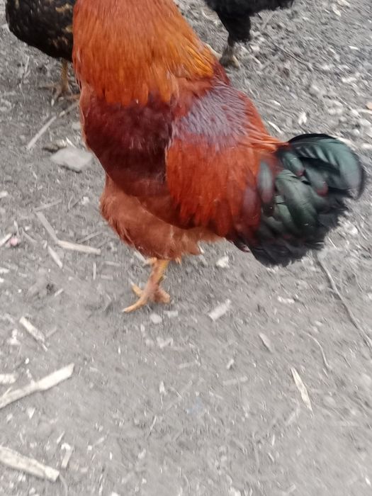 Продам Питуха домашнего