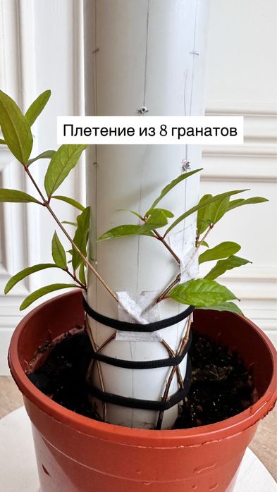 Комнатный гранат