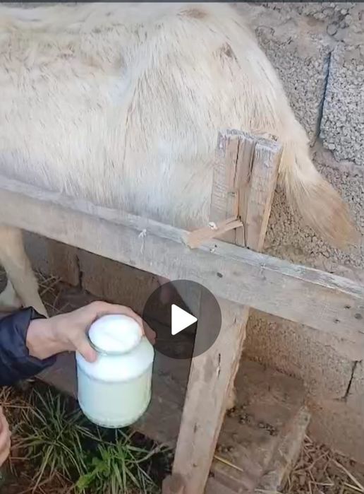 заненский ешкі сатылады