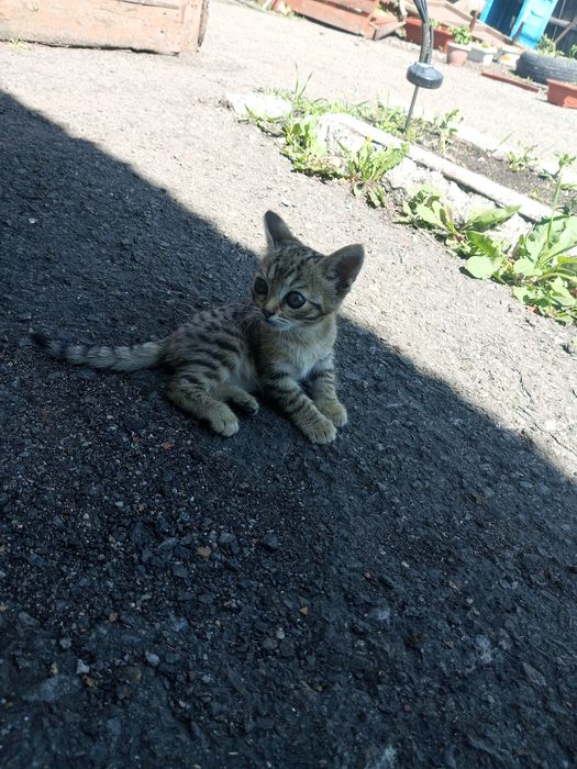 Отдам котят 2 девочки
