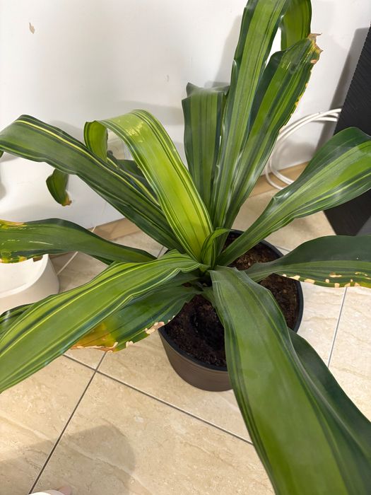 Стайно зелено растение