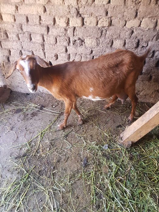 Продавам коза с ярета и пръч