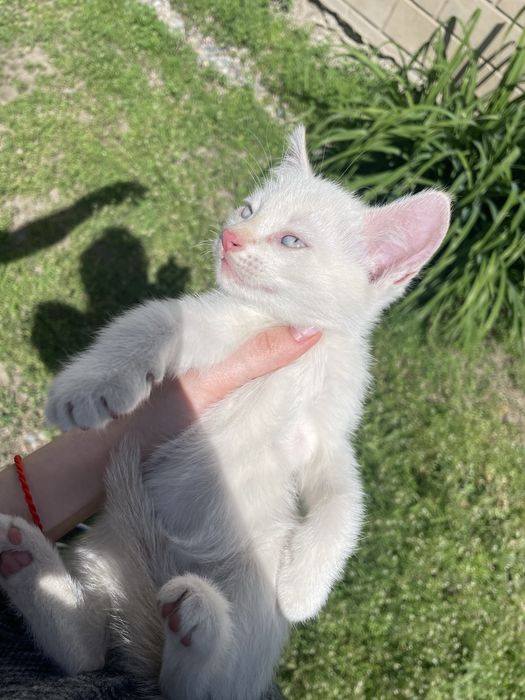 Отдам котят в добрые руки