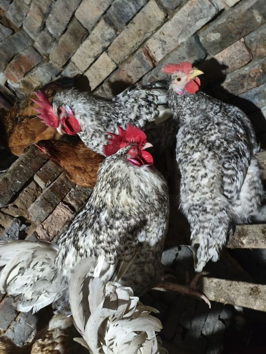 Продам петухов 7000