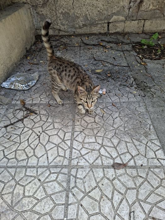 Сладко бездомни  гръцко котенце си търси домкотенце търси любов