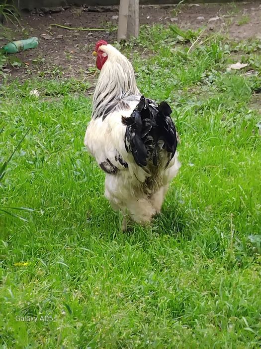 Brama  tovuq tuxumlari