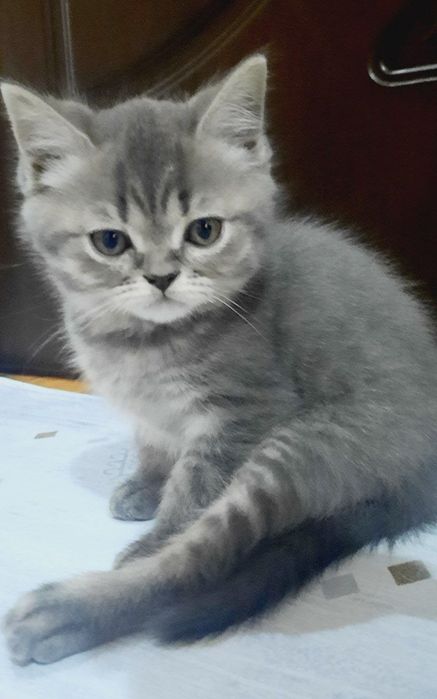 Кошка мушу британская