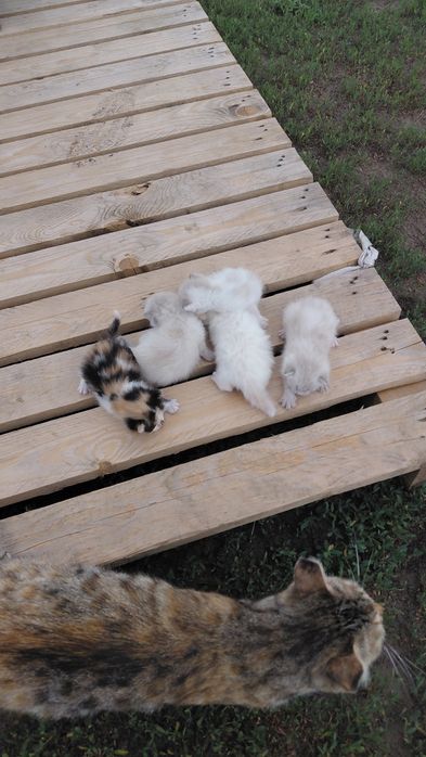 Отдам котят в хорошие руки