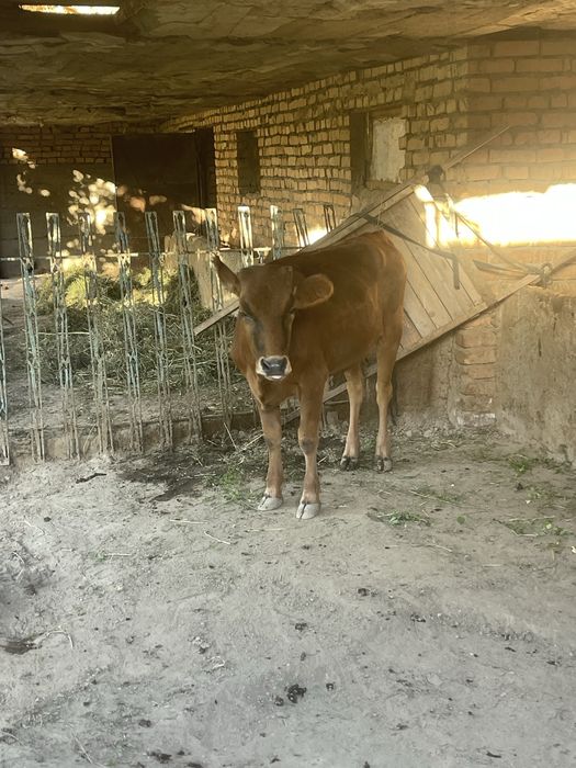 Сотилади йейиши яхши