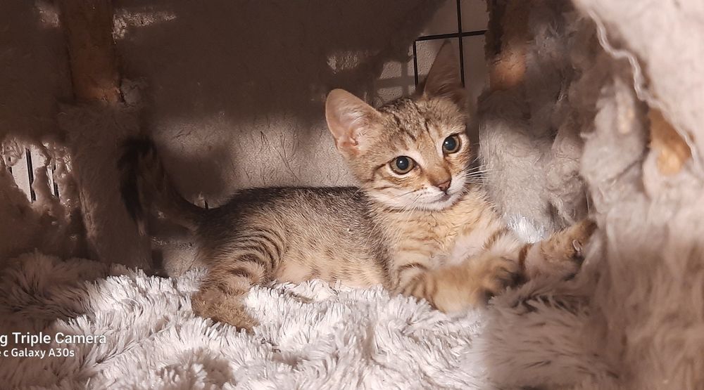Котарачето Вито на 3 месеца търси дом