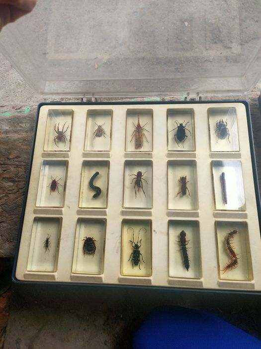 Насекомые в футляре