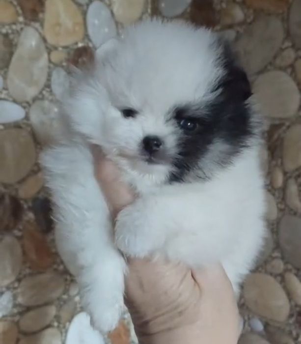 Щенки мини шпица